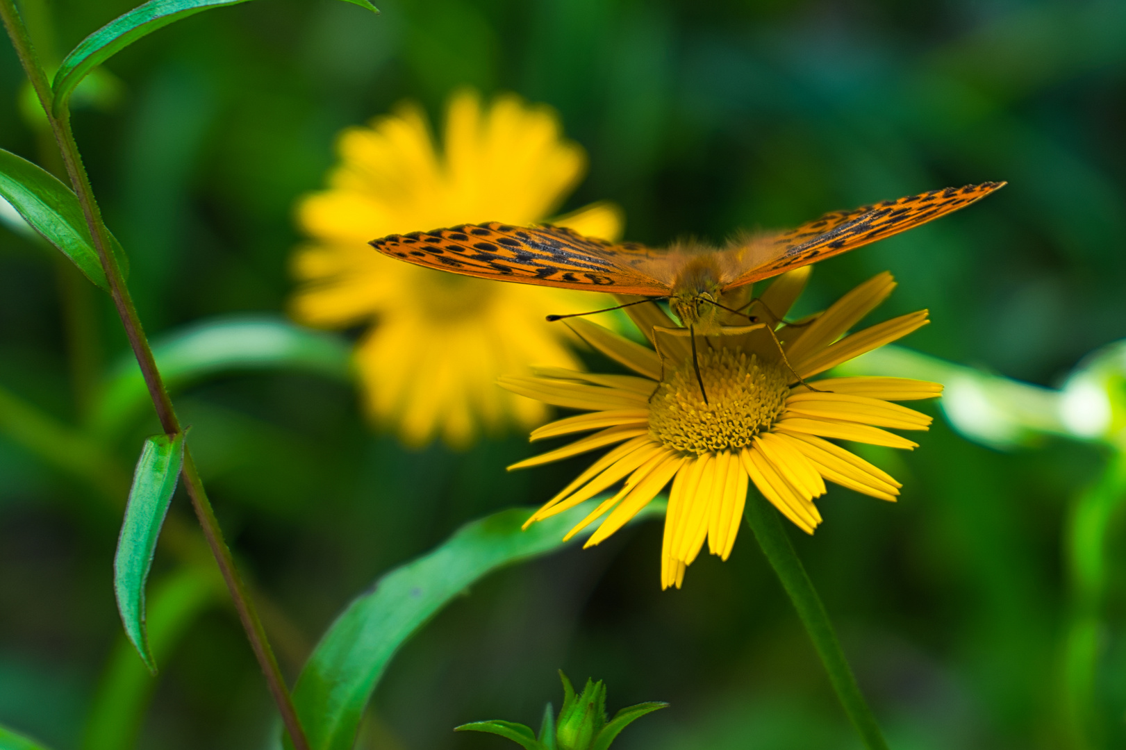 Schmetterling