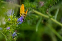 Schmetterling