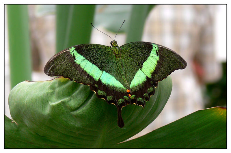 Schmetterling