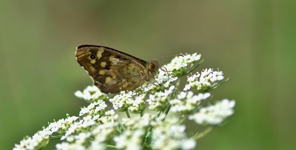 Schmetterling