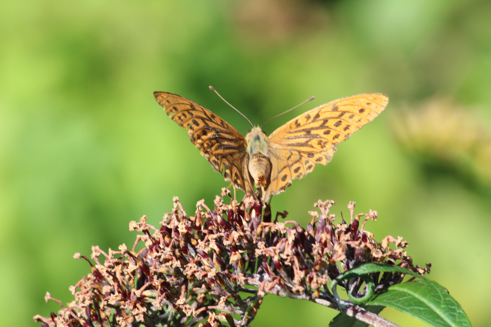 Schmetterling