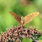 Schmetterling