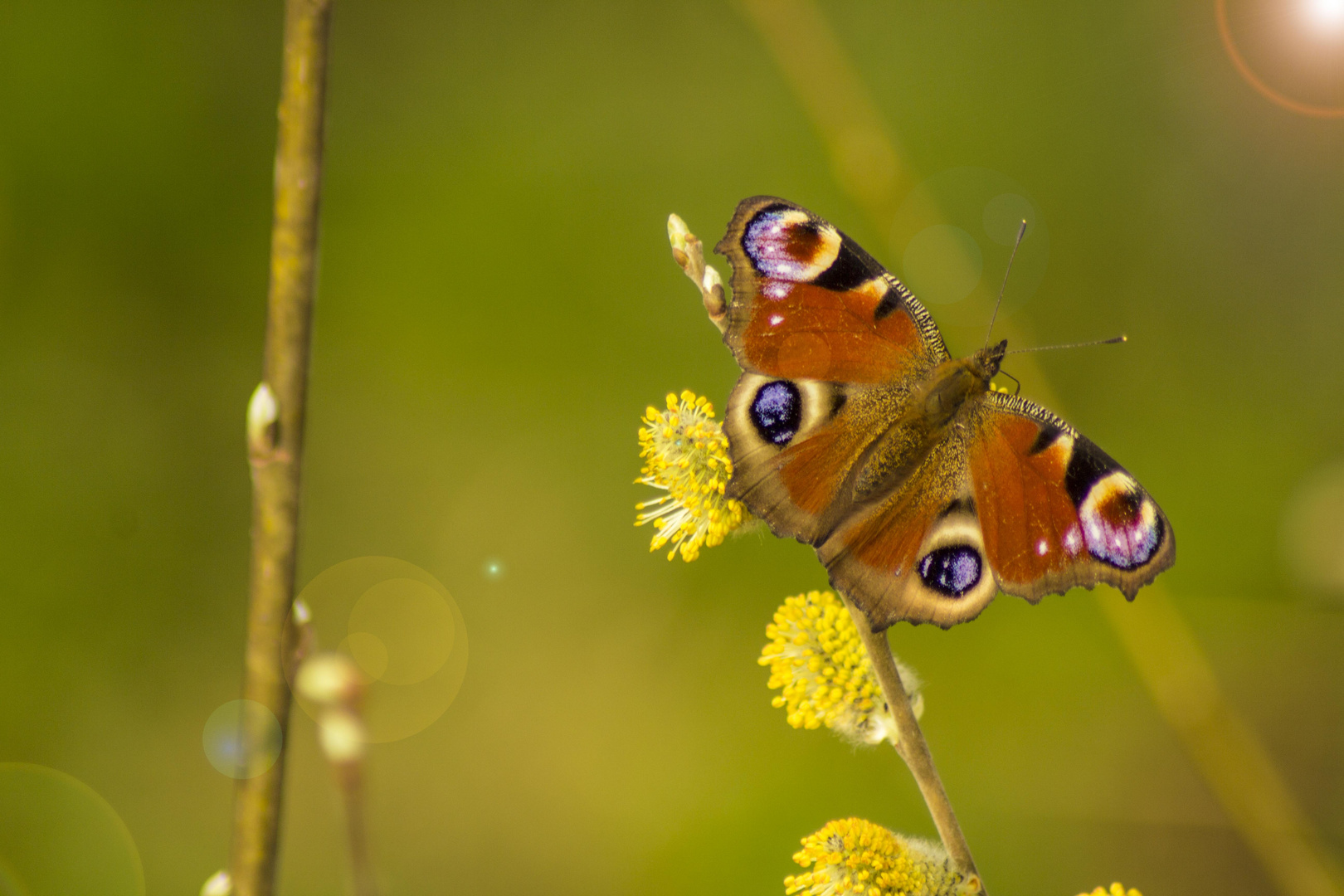 Schmetterling