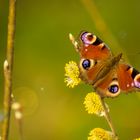 Schmetterling