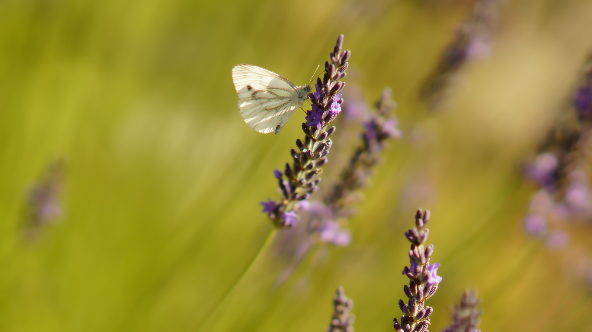 Schmetterling