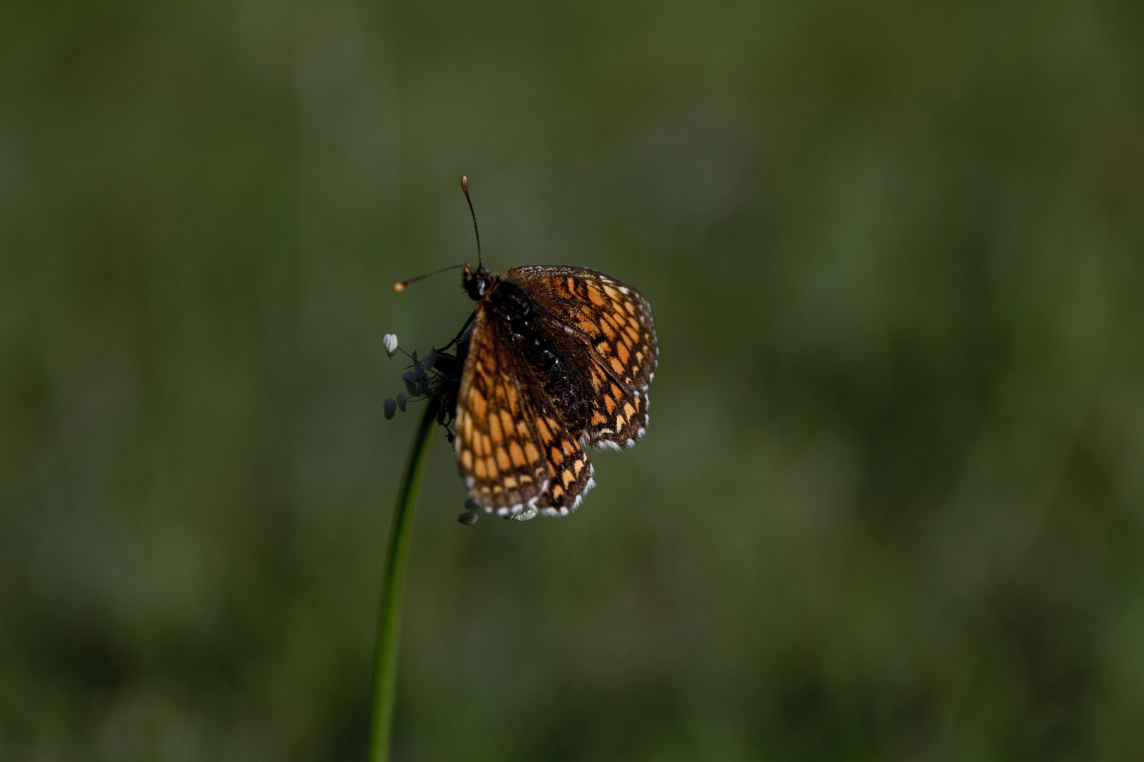 Schmetterling