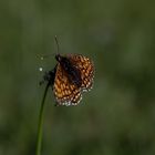 Schmetterling