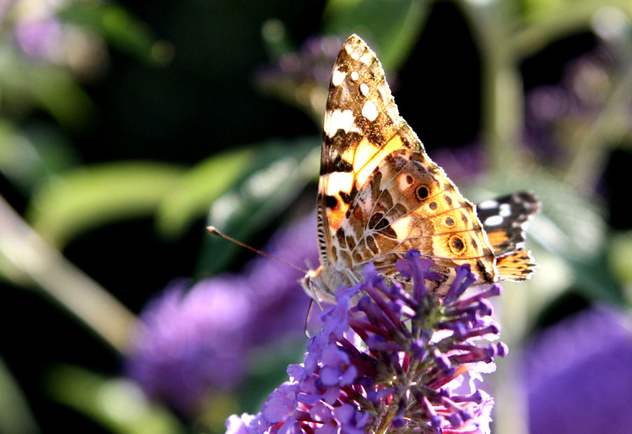 Schmetterling