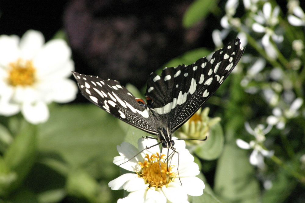 Schmetterling