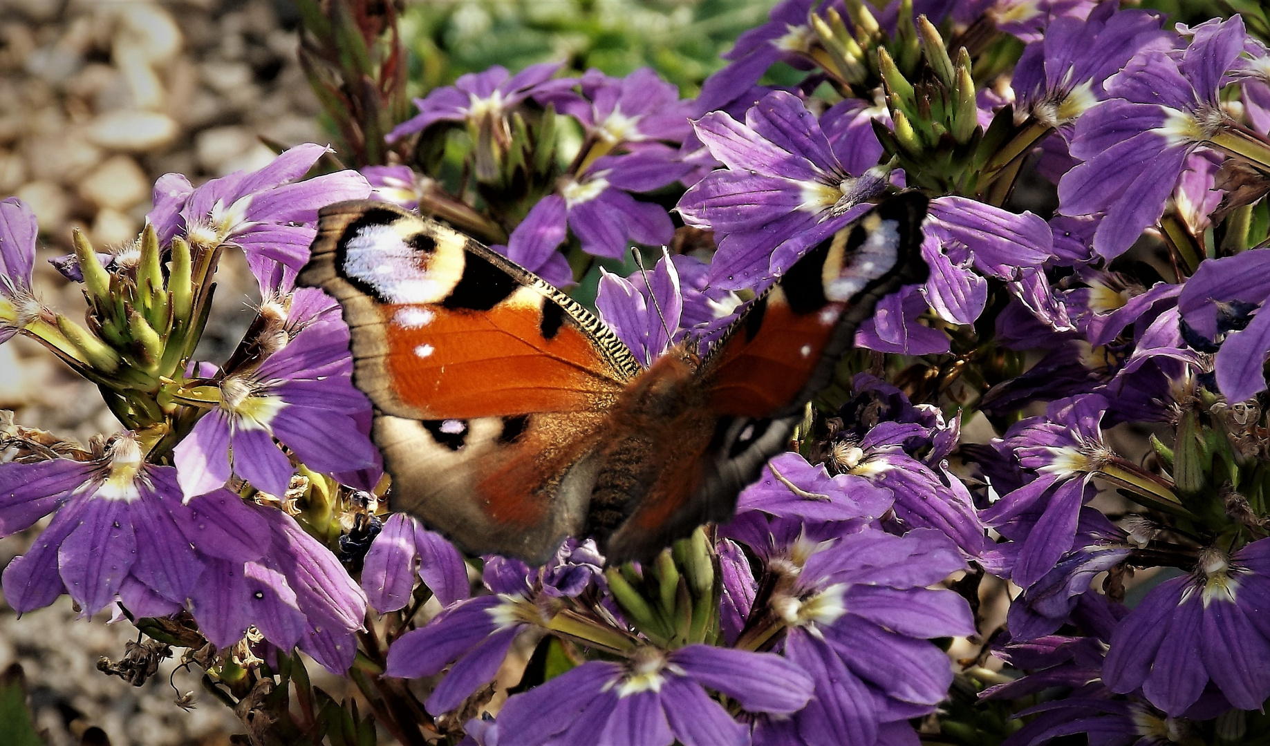 Schmetterling