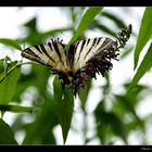 Schmetterling