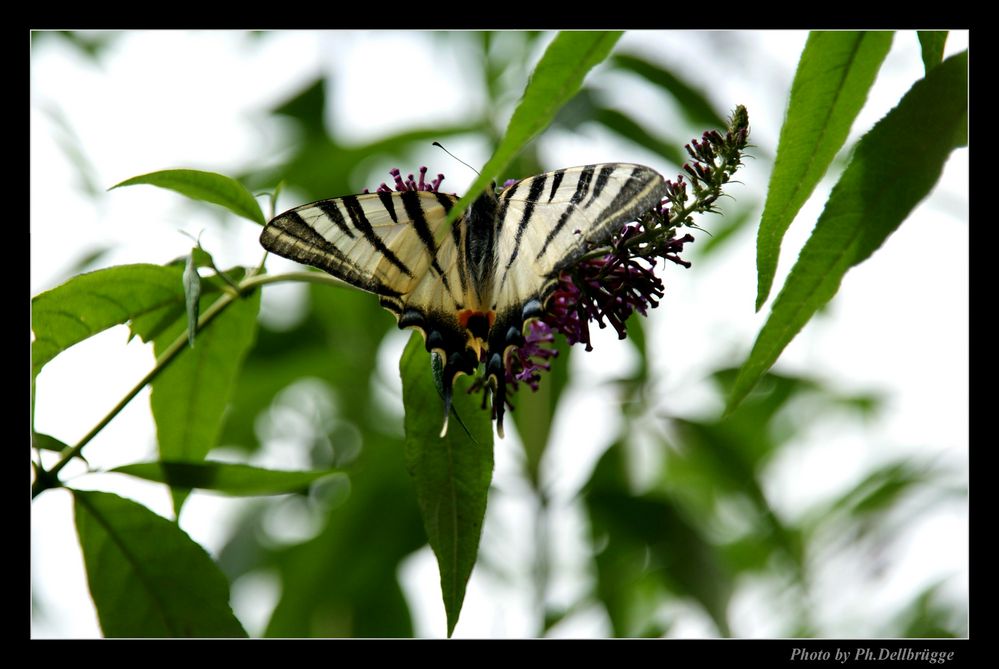 Schmetterling