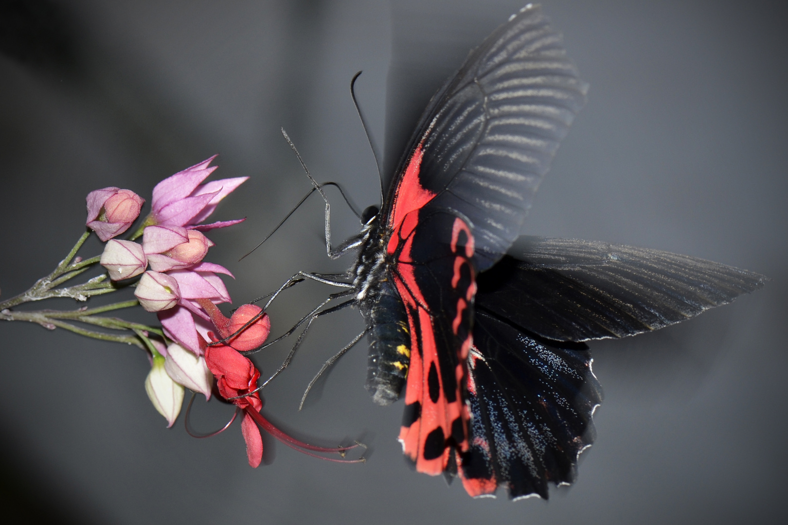 Schmetterling