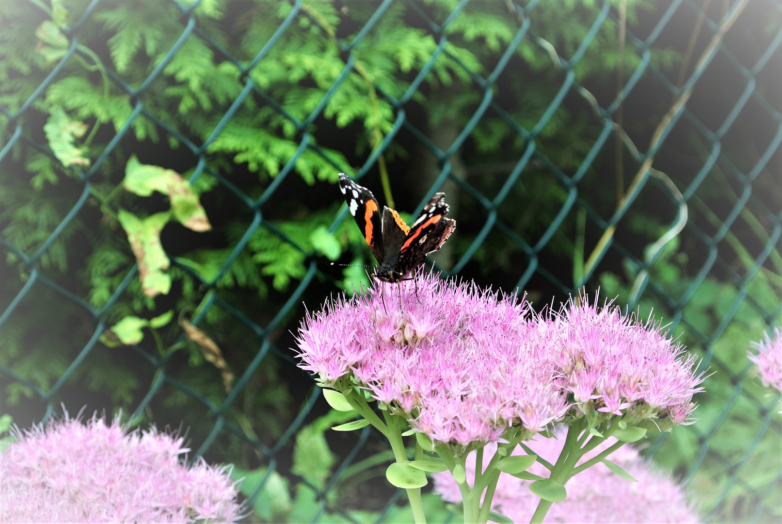 Schmetterling