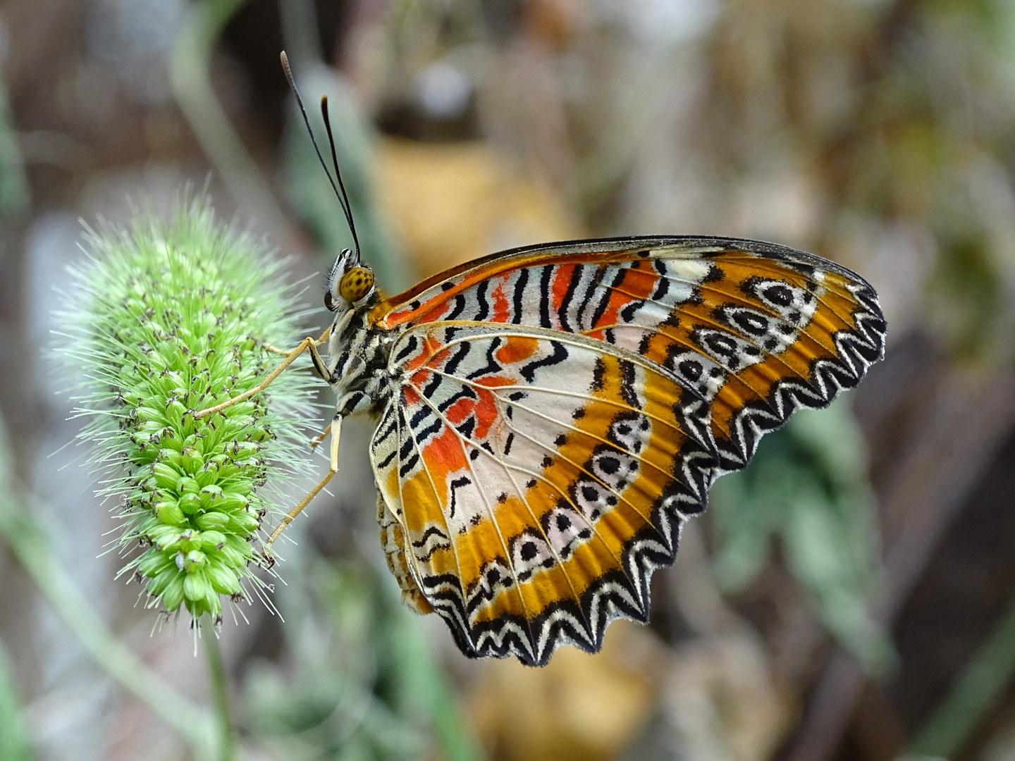 Schmetterling (Cethosia biblis)