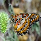 Schmetterling (Cethosia biblis)