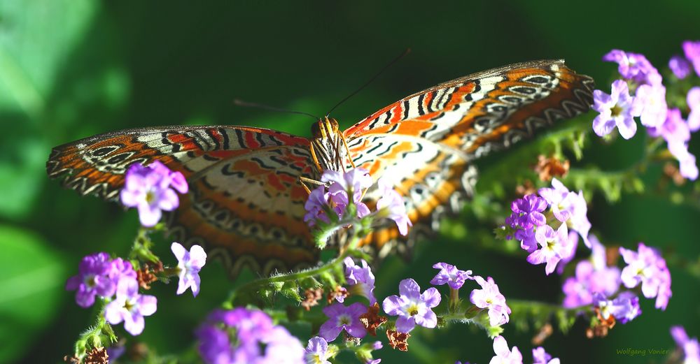 Schmetterling-Cethosia cyane 