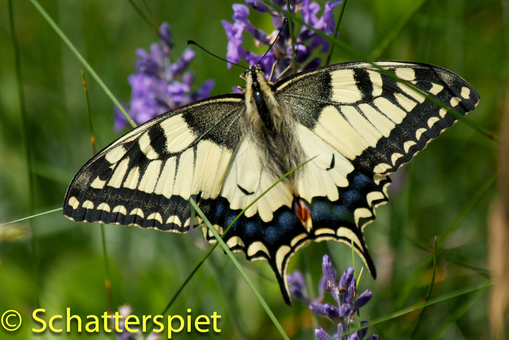 Schmetterling