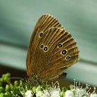 Schmetterling