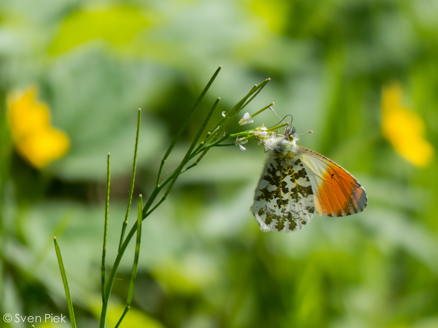 Schmetterling