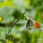 Schmetterling