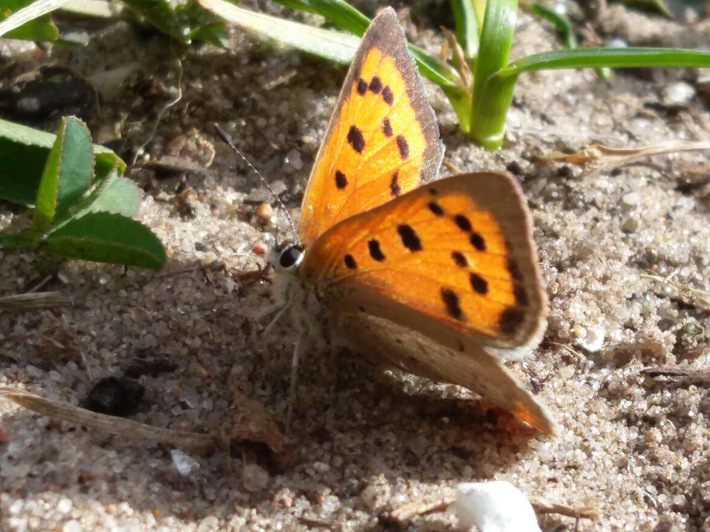 Schmetterling