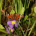 Schmetterling