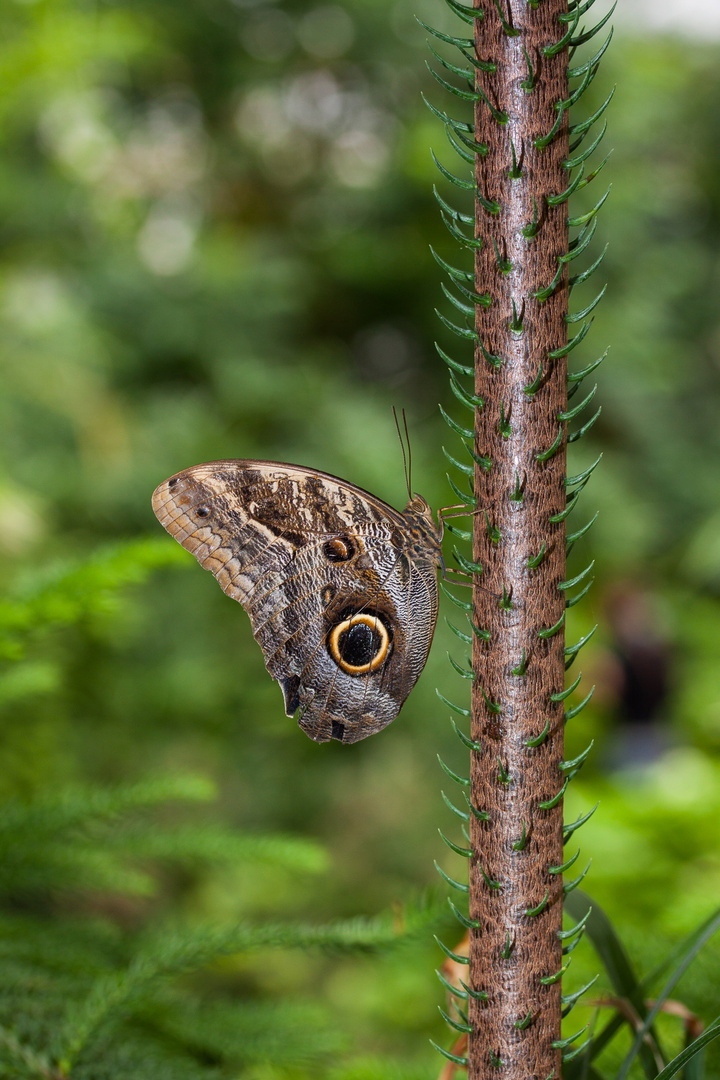 Schmetterling