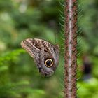 Schmetterling