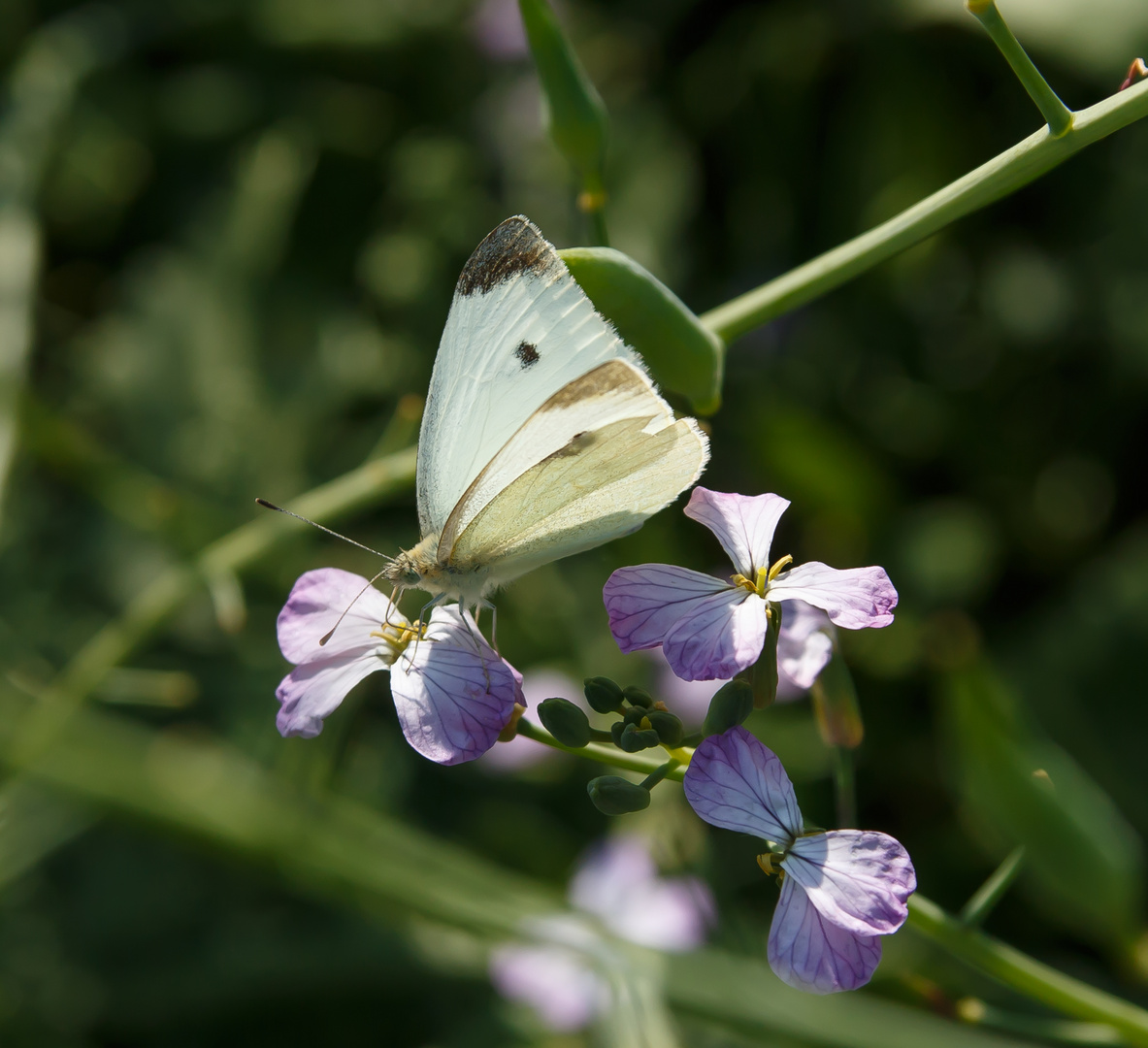 Schmetterling