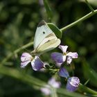 Schmetterling