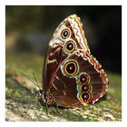 Schmetterling