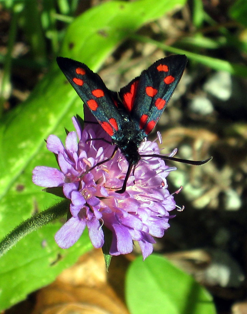 Schmetterling CH Torgon