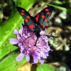 Schmetterling CH Torgon