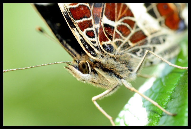 Schmetterling Close up