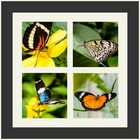 Schmetterling Collage