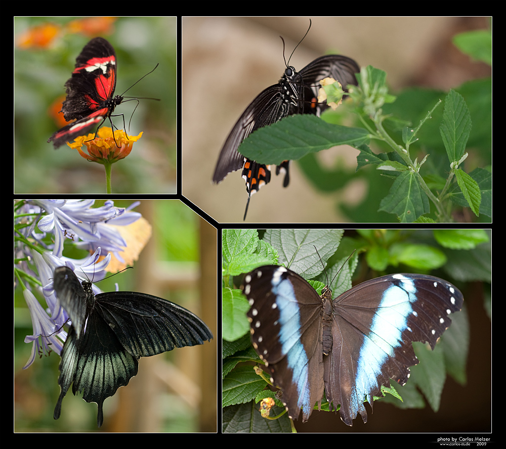 Schmetterling Collage