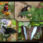 Schmetterling Collage