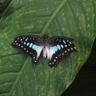 Schmetterling Common Jay eine Schwalbenschwanzart aus Asien