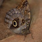 Schmetterling, Costa Rica