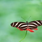 schmetterling costa rica