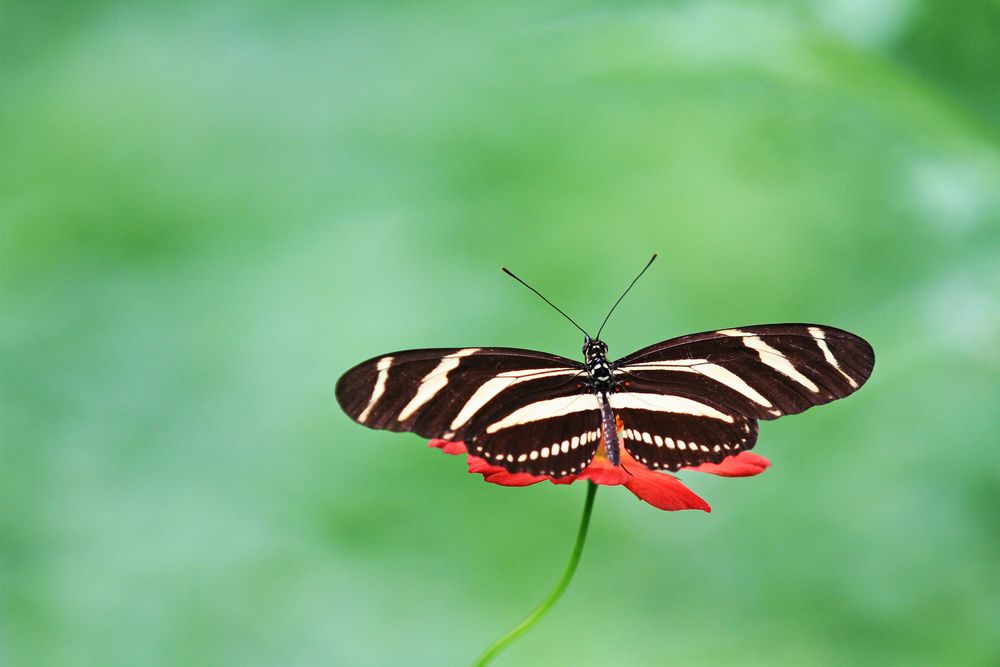 schmetterling costa rica