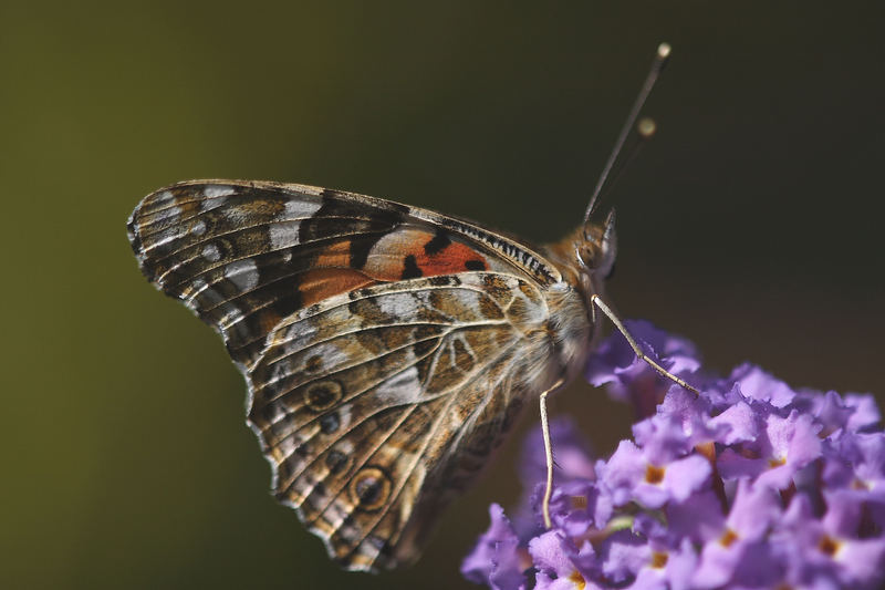 schmetterling