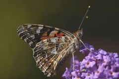 schmetterling