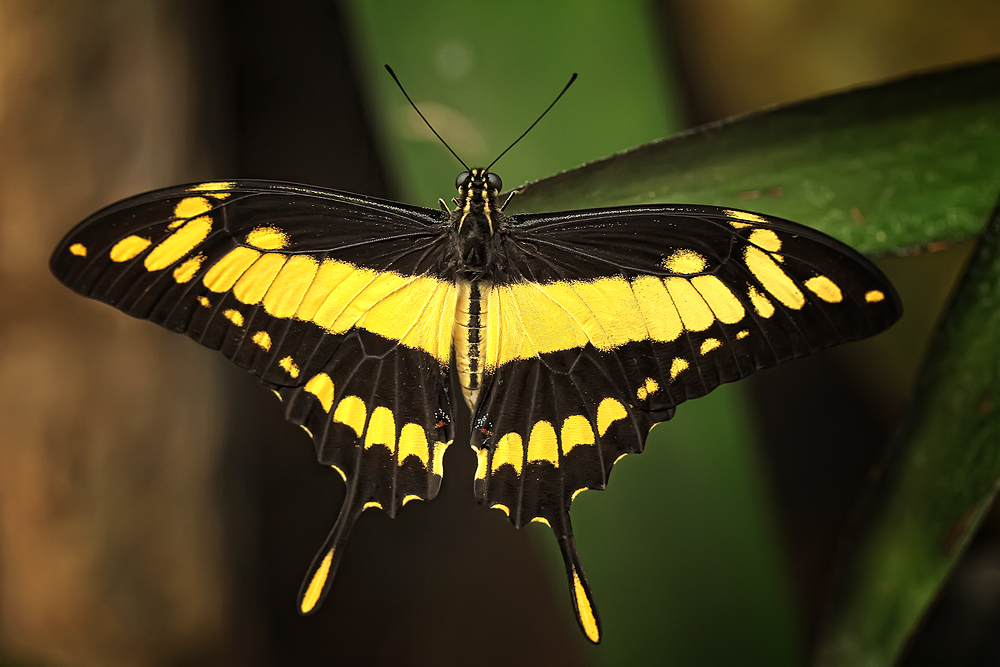 Schmetterling