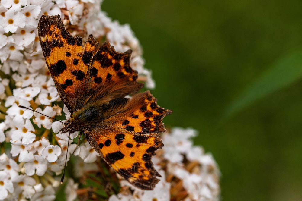 Schmetterling