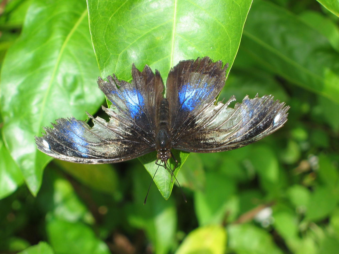 Schmetterling