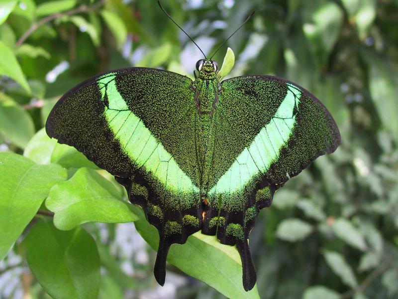 Schmetterling