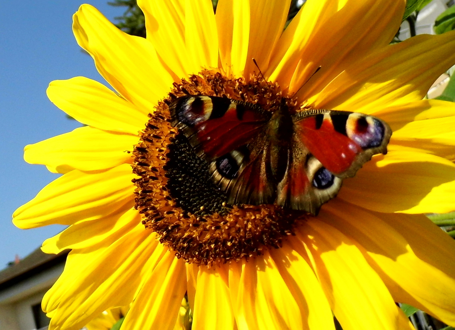 Schmetterling Foto & Bild | jahreszeiten, sommer, foto.com Bilder auf
