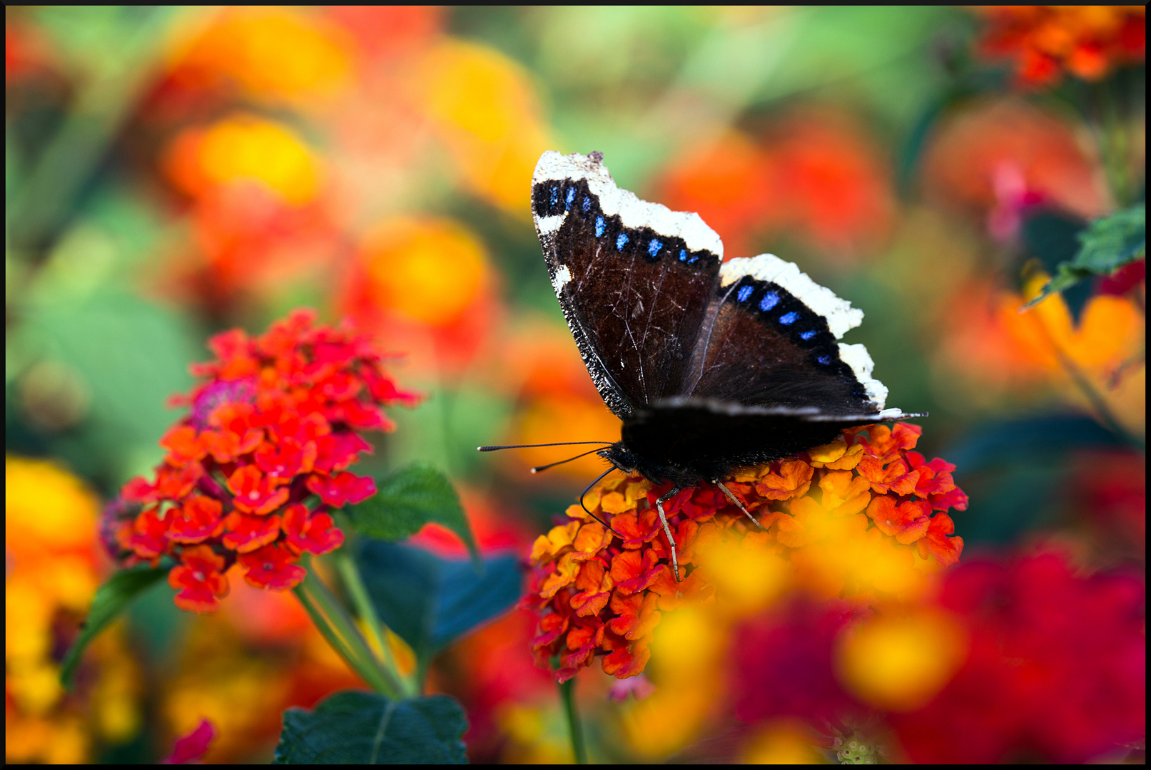 Schmetterling